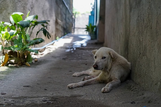 how to help the homeless dogs and cats of Crete, image of a homeless dog
