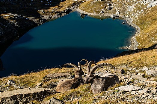 The-Cretan-Mountain-goat