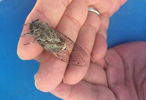What-are-cicadas