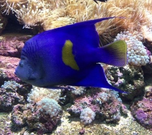 Creta-aquarium-review