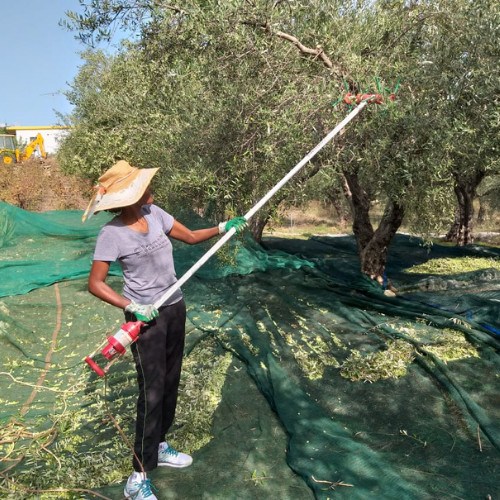 Olive-harvesting-season-in-Crete