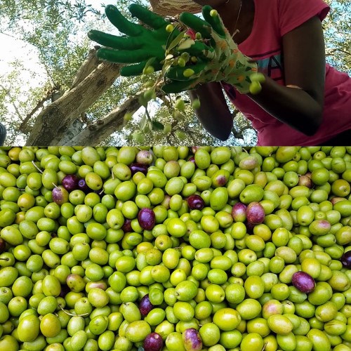 olive-harvesting-season-in-Crete