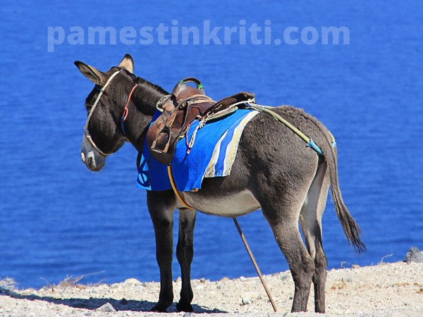 working-donkeys-in-Crete-a-donkey-standing-by-the-sea-